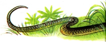 Иллюстрация к книге — Дневник кузнечика Кузи [dkk_p10.jpg]