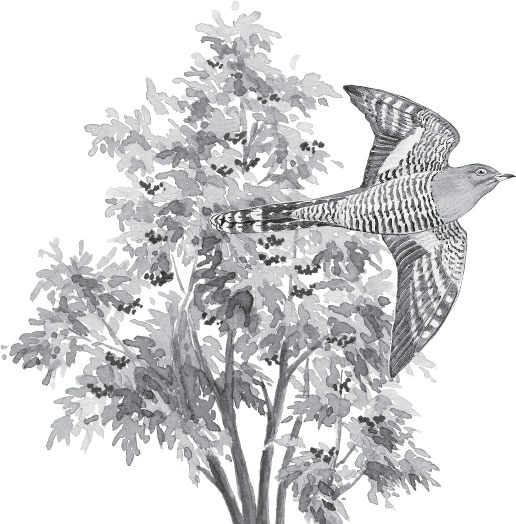 Иллюстрация к книге — Русский лес. С вопросами и ответами для почемучек [_1.jpg]