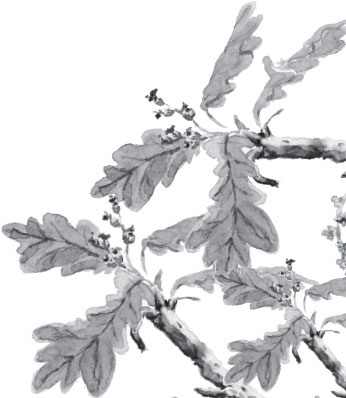 Иллюстрация к книге — Русский лес. С вопросами и ответами для почемучек [_10.jpg]