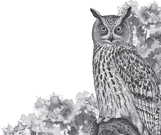 Иллюстрация к книге — Русский лес. С вопросами и ответами для почемучек [_102.jpg]