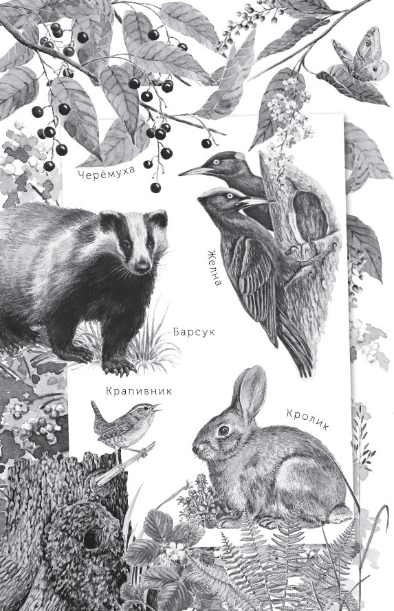 Иллюстрация к книге — Русский лес. С вопросами и ответами для почемучек [_104.jpg]