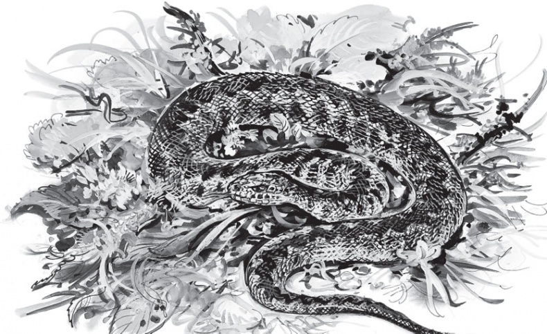 Иллюстрация к книге — Русский лес. С вопросами и ответами для почемучек [_105.jpg]