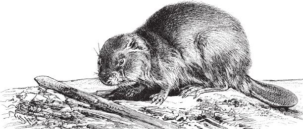 Иллюстрация к книге — Русский лес. С вопросами и ответами для почемучек [_107.jpg]