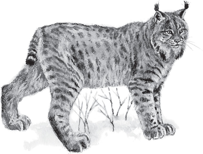 Иллюстрация к книге — Русский лес. С вопросами и ответами для почемучек [_108.jpg]