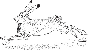 Иллюстрация к книге — Русский лес. С вопросами и ответами для почемучек [_110.jpg]