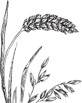 Иллюстрация к книге — Русский лес. С вопросами и ответами для почемучек [_12.jpg]