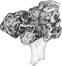 Иллюстрация к книге — Русский лес. С вопросами и ответами для почемучек [_14.jpg]