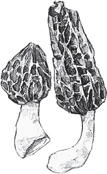 Иллюстрация к книге — Русский лес. С вопросами и ответами для почемучек [_15.jpg]