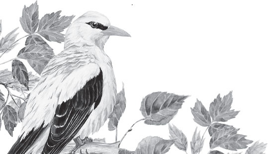 Иллюстрация к книге — Русский лес. С вопросами и ответами для почемучек [_16.jpg]