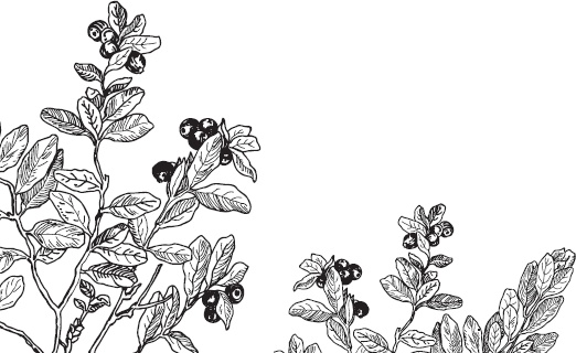 Иллюстрация к книге — Русский лес. С вопросами и ответами для почемучек [_20.jpg]