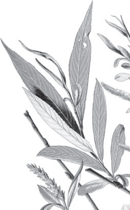 Иллюстрация к книге — Русский лес. С вопросами и ответами для почемучек [_24.jpg]