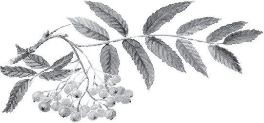 Иллюстрация к книге — Русский лес. С вопросами и ответами для почемучек [_28.jpg]