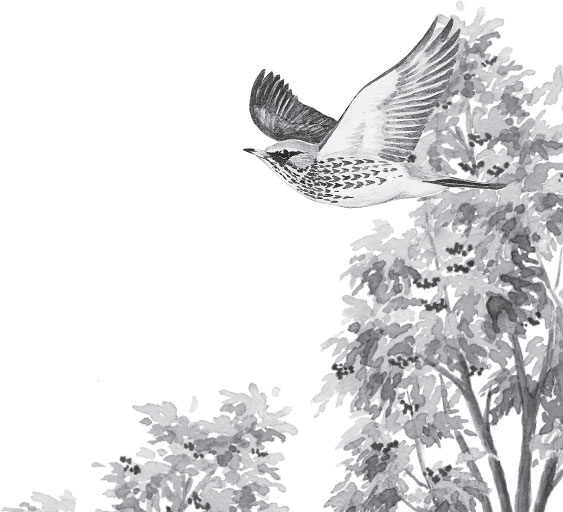 Иллюстрация к книге — Русский лес. С вопросами и ответами для почемучек [_29.jpg]