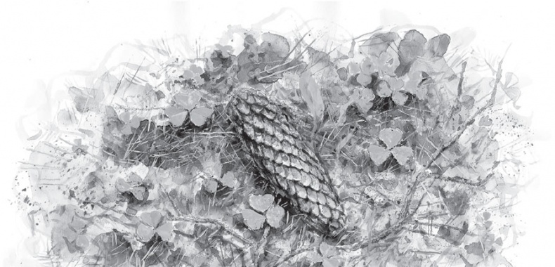 Иллюстрация к книге — Русский лес. С вопросами и ответами для почемучек [_3.jpg]