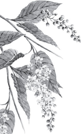 Иллюстрация к книге — Русский лес. С вопросами и ответами для почемучек [_30.jpg]