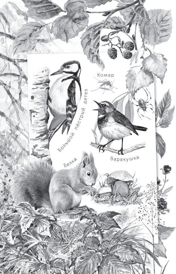 Иллюстрация к книге — Русский лес. С вопросами и ответами для почемучек [_32.jpg]