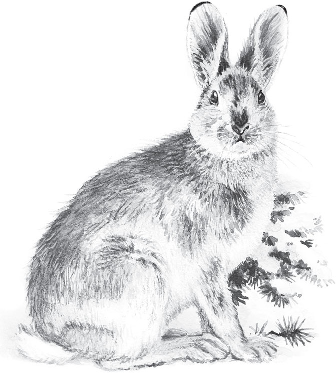 Иллюстрация к книге — Русский лес. С вопросами и ответами для почемучек [_34.jpg]