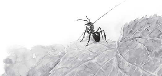 Иллюстрация к книге — Русский лес. С вопросами и ответами для почемучек [_37.jpg]