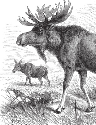 Иллюстрация к книге — Русский лес. С вопросами и ответами для почемучек [_39.jpg]