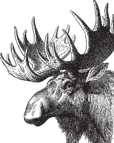 Иллюстрация к книге — Русский лес. С вопросами и ответами для почемучек [_41.jpg]