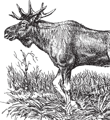 Иллюстрация к книге — Русский лес. С вопросами и ответами для почемучек [_43.jpg]