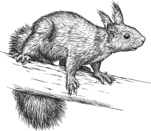 Иллюстрация к книге — Русский лес. С вопросами и ответами для почемучек [_47.jpg]