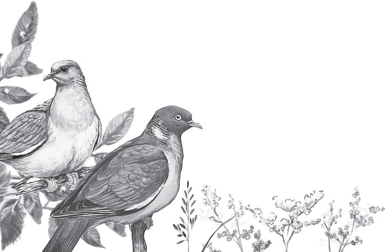 Иллюстрация к книге — Русский лес. С вопросами и ответами для почемучек [_5.jpg]