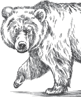 Иллюстрация к книге — Русский лес. С вопросами и ответами для почемучек [_52.jpg]