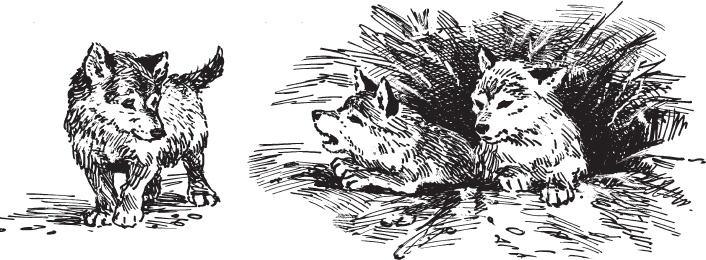 Иллюстрация к книге — Русский лес. С вопросами и ответами для почемучек [_57.jpg]