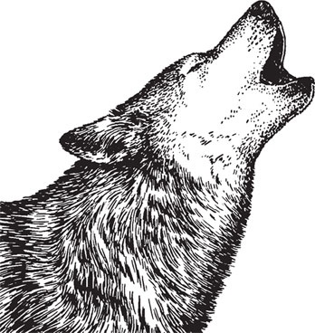 Иллюстрация к книге — Русский лес. С вопросами и ответами для почемучек [_58.jpg]