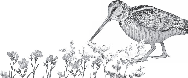 Иллюстрация к книге — Русский лес. С вопросами и ответами для почемучек [_6.jpg]