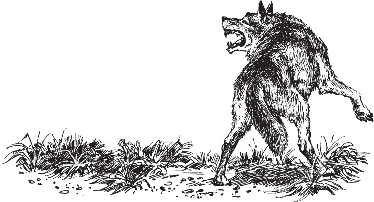 Иллюстрация к книге — Русский лес. С вопросами и ответами для почемучек [_61.jpg]