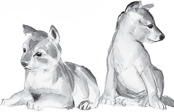 Иллюстрация к книге — Русский лес. С вопросами и ответами для почемучек [_62.jpg]