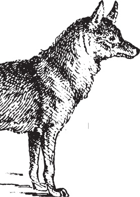 Иллюстрация к книге — Русский лес. С вопросами и ответами для почемучек [_63.jpg]