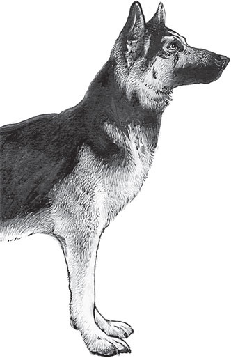 Иллюстрация к книге — Русский лес. С вопросами и ответами для почемучек [_65.jpg]