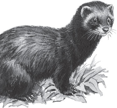 Иллюстрация к книге — Русский лес. С вопросами и ответами для почемучек [_69.jpg]