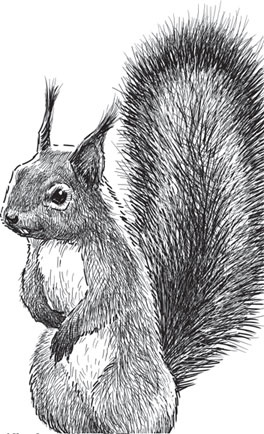 Иллюстрация к книге — Русский лес. С вопросами и ответами для почемучек [_72.jpg]