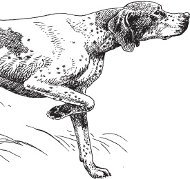 Иллюстрация к книге — Русский лес. С вопросами и ответами для почемучек [_74.jpg]