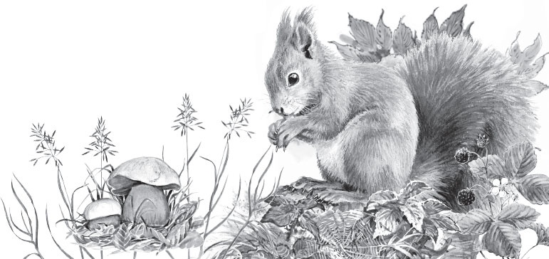 Иллюстрация к книге — Русский лес. С вопросами и ответами для почемучек [_75.jpg]