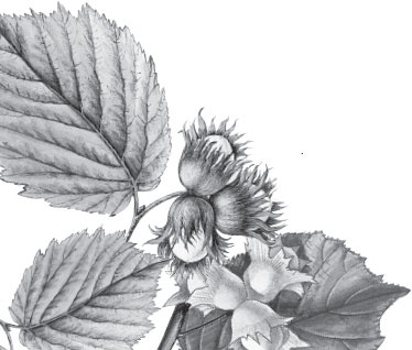 Иллюстрация к книге — Русский лес. С вопросами и ответами для почемучек [_76.jpg]