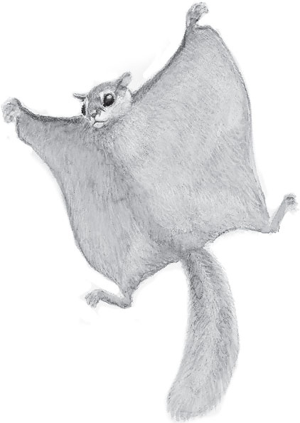 Иллюстрация к книге — Русский лес. С вопросами и ответами для почемучек [_79.jpg]