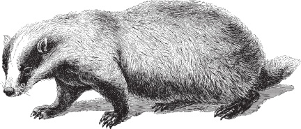 Иллюстрация к книге — Русский лес. С вопросами и ответами для почемучек [_80.jpg]