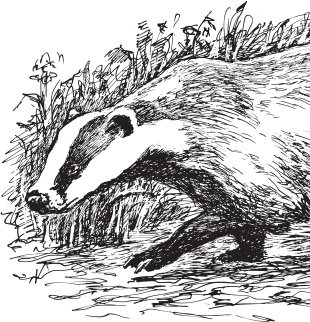 Иллюстрация к книге — Русский лес. С вопросами и ответами для почемучек [_81.jpg]