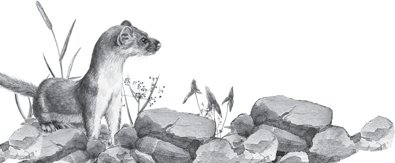 Иллюстрация к книге — Русский лес. С вопросами и ответами для почемучек [_82.jpg]