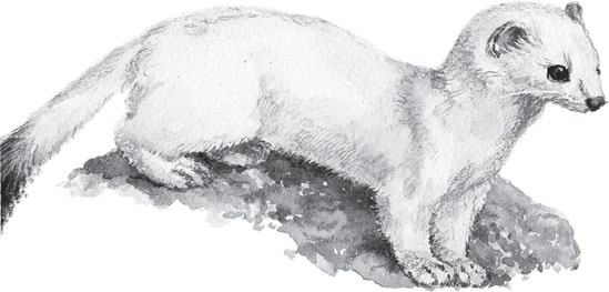 Иллюстрация к книге — Русский лес. С вопросами и ответами для почемучек [_83.jpg]