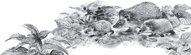 Иллюстрация к книге — Русский лес. С вопросами и ответами для почемучек [_86.jpg]