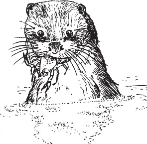 Иллюстрация к книге — Русский лес. С вопросами и ответами для почемучек [_89.jpg]