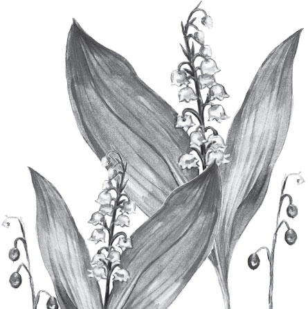 Иллюстрация к книге — Русский лес. С вопросами и ответами для почемучек [_9.jpg]