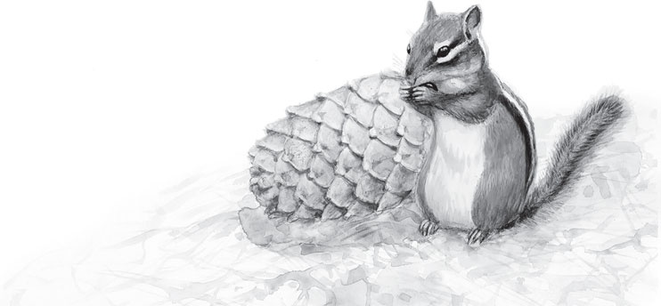 Иллюстрация к книге — Русский лес. С вопросами и ответами для почемучек [_92.jpg]