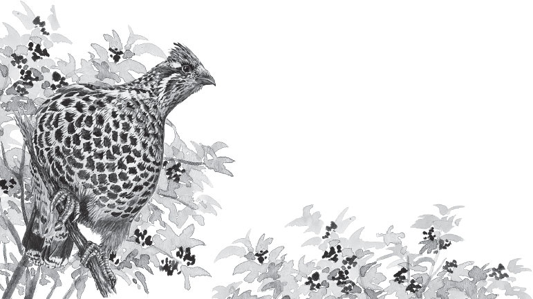 Иллюстрация к книге — Русский лес. С вопросами и ответами для почемучек [_94.jpg]